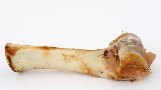 Οι άνθρωποι της Παλαιολιθικής Εποχής αποθήκευαν οστά ζώων για να καταναλώσουν το μεδούλι