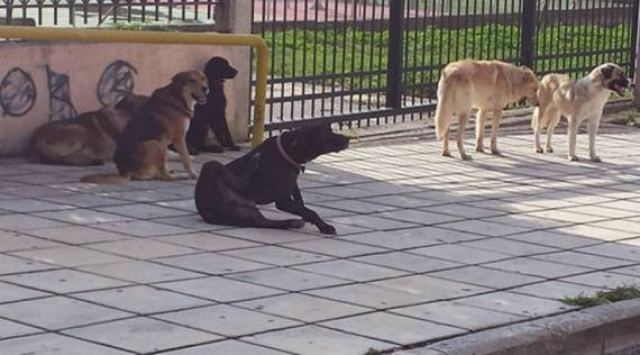 Αδέσποτα σκυλιά έξω από το Νοσοκομείο Λαμίας