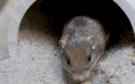 Το γηραιότερο ζωντανό ποντίκι: Ρεκόρ Γκίνες μακροζωίας
