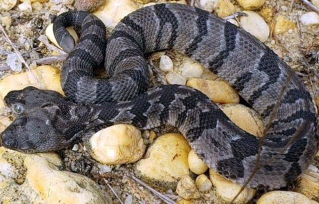 Ο «διπλός Ντέιβ», ένα σπάνιο φίδι με δύο κεφάλια ανακαλύφθηκε στις ΗΠΑ