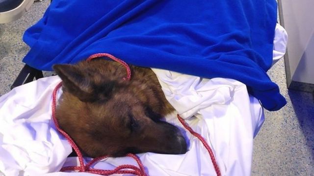 Ελβετία: Η σκυλίτσα Ραπουνζέλ βρέθηκε 400 χιλιόμετρα μακριά από το σπίτι της