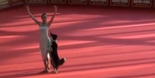ΒΙΝΤΕΟ: O χορός του σκύλου που σαρώνει στο διαδίκτυο!