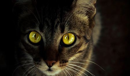 Οι γάτες μπορούν να λάμπουν στο σκοτάδι – Πού οφείλεται αυτή η δυνατότητα
