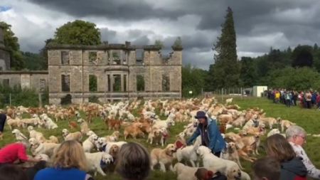 Σκωτία: Η μεγαλύτερη μάζωξη Golden Retriever στην ιστορία - Δείτε βίντεο