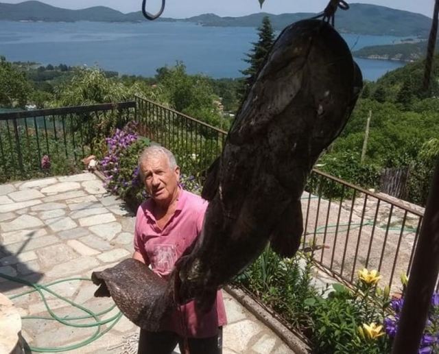 Δείτε το γουλιανό - θηρίο που ψάρεψε 72χρονος στη λίμνη Πλαστήρα