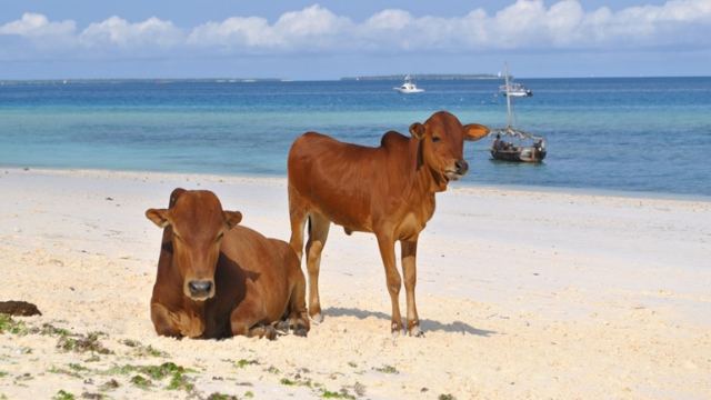 Σουηδία: Επιτρέπεται η πρόσβαση σε αγελάδες στις παραλίες γυμνιστών τις ημέρες του καύσωνα