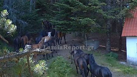 Σε ποια περιοχή κατέγραψε κάμερα πάνω από 40 άγρια άλογα να κυκλοφορούν μέσα στο δάσος;