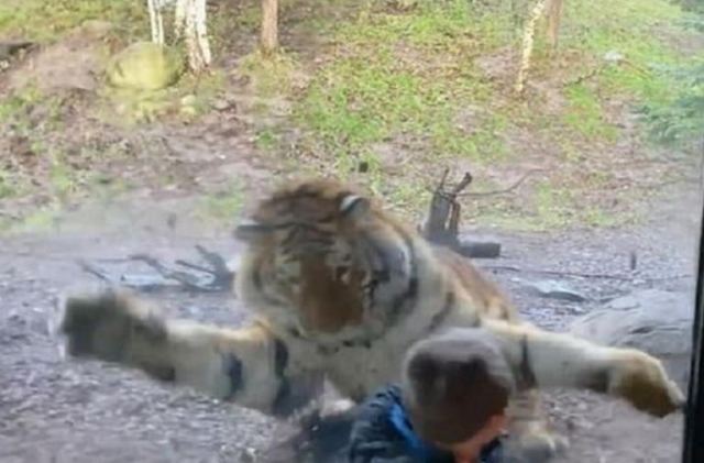 Βίντεο που κόβει την ανάσα: Καρέ–καρέ η επίθεση τίγρη σε παιδάκι σε ζωολογικό κήπο!
