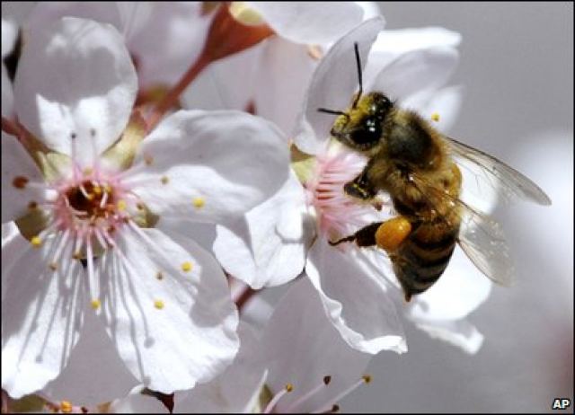 Μελισσοκομικός Σύλλογος Λαμίας: Μη χρησιμοποιείτε μελισσοτοξικά προϊόντα