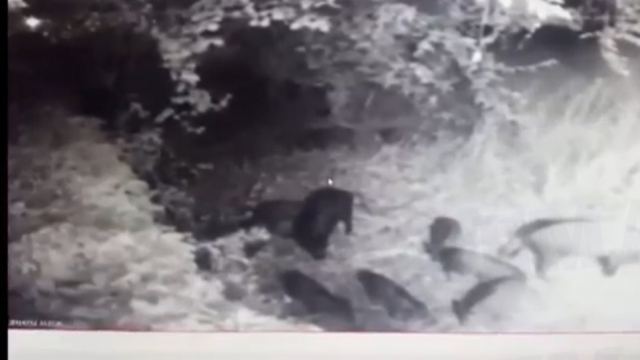 Απίστευτο βίντεο: Οικογένεια από μικρά αγριογούρουνα εμφανίστηκε στην Εκάλη