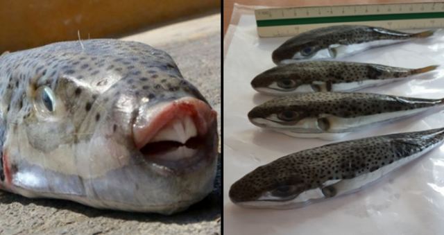 Το επικίνδυνο τοξικό ψάρι «λαγοκέφαλος» εμφανίστηκε στα νερά του Μαλιακού