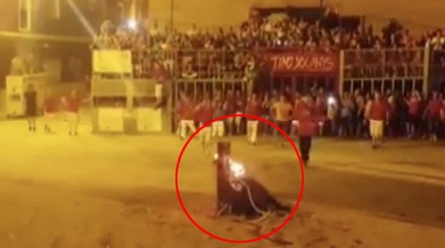 Σκληρό βίντεο: Ταύρος αυτοκτονεί στην αρένα