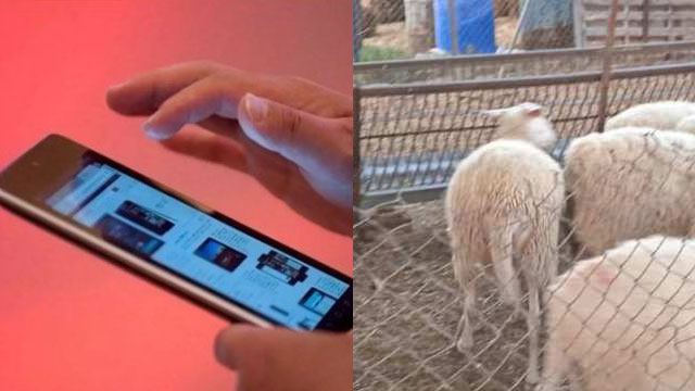 Άμφισσα: Ανήλικος έκλεψε από κινητά τηλέφωνα μέχρι.. πρόβατο!