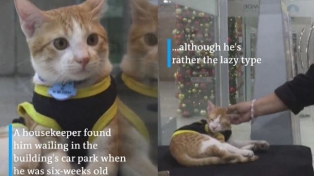 Η γάτα αστυνομικός που έχει γίνει τουριστική ατραξιόν σε εμπορικό κέντρο στη Μαλαισία (ΒΙΝΤΕΟ)