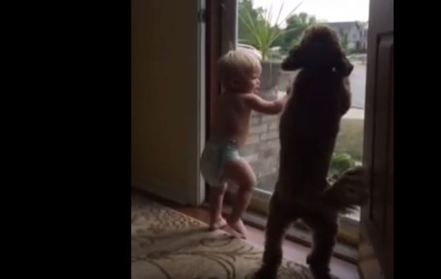 Η αντίδραση ενός σκυλιού και ενός μωρού όταν έρχεται ο μπαμπάς - BINTEO