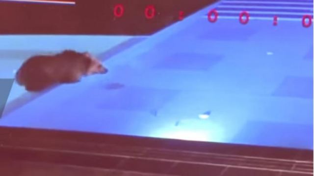 Αρκούδα &quot;δροσίζεται&quot; τα βράδια σε πισίνα θέρετρου στη Βουλγαρία (βίντεο)