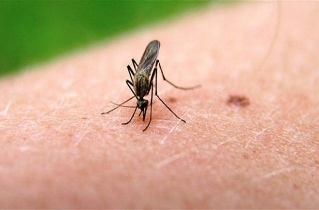 Μολυσμένα κουνούπια μεταδίδουν τον ιό του Δυτικού Νείλου - Τρεις νεκροί