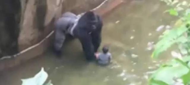 Τετράχρονος έπεσε στα χέρια γορίλα σε ζωολογικό κήπο - Δείτε τι έγινε - ΒΙΝΤΕΟ
