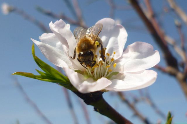Μέτρα για την προστασία των μελισσών από ψεκασμούς – φυτοφάρμακα