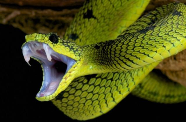 Η υπερθέρμανση οδηγεί τα δηλητηριώδη φίδια σε μαζική μετανάστευση