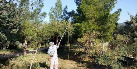 Δήμος Λαμιέων: Ξεκινούν οι ψεκασμοί για τις κάμπιες στα πεύκα