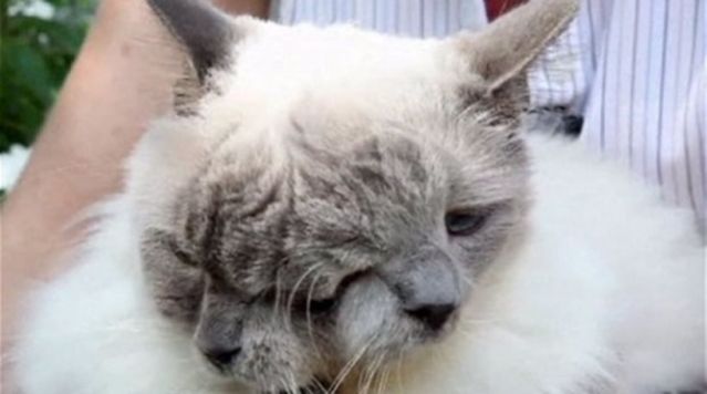 Πέθανε η μεγαλύτερη... διπρόσωπη γάτα στον κόσμο