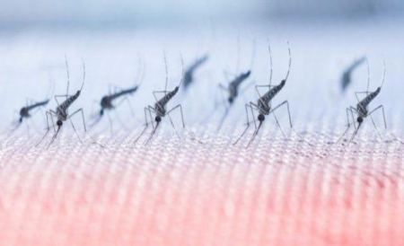Χαμός με τα κουνούπια σε Λαμία και Φθιώτιδα
