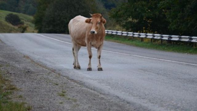«Αδέσποτη» αγελάδα γυρίζει στους δρόμους