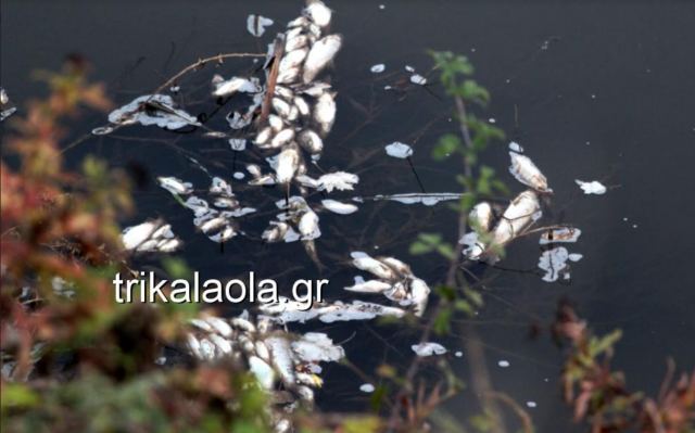 Χιλιάδες νεκρά ψάρια σε παραπόταμο του Πηνειού στα Τρίκαλα