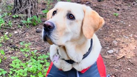 H Πανελλήνια Ομοσπονδία Νέμεσις για τα ζώα βραβεύει σκυλιά - διασώστες και οδηγούς