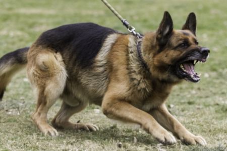 Βουλιαγμένη: Σκύλος που ανήκει στην οικογένεια Τσιτσιπά επιτέθηκε και δάγκωσε 13χρονο