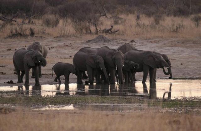 Ζιμπάμπουε: Περισσότεροι από 50 ελέφαντες πέθαναν από την ξηρασία μέσα σε λίγες μέρες!
