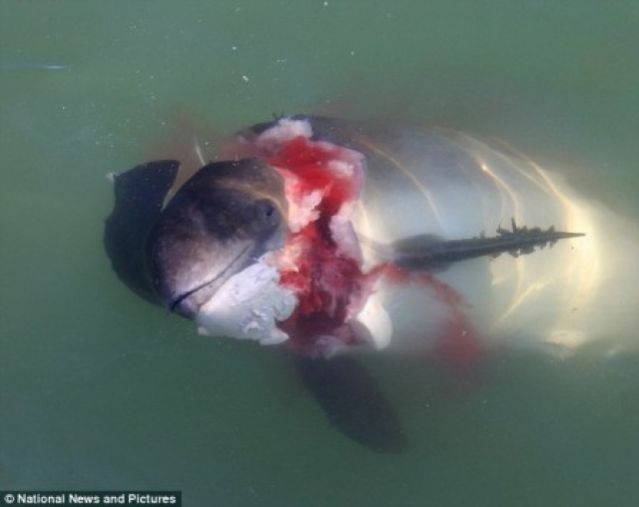 Φώκιες δολοφόνοι απειλούν κολυμβητές! - Σκληρές εικόνες