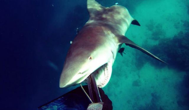 Σοκαριστικό βίντεο: Καρχαρίας επιτίθεται σε δύτη - Δείτε τι έγινε!