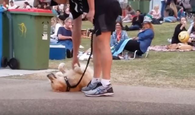Αυτός ο σκύλος αρνείται να φύγει από το πάρκο με τον πιο χαριτωμένο τρόπο! [vid]
