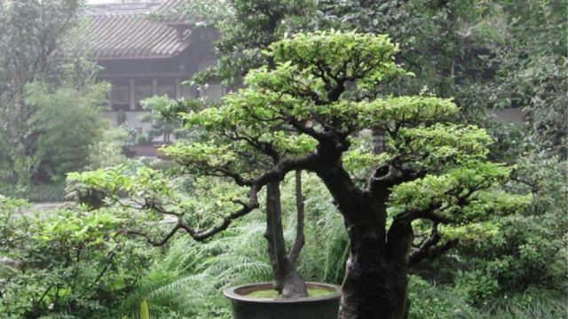 Εκκληση στον κλέφτη του μπονσάι του κάνει Ιάπωνας κηπουρός: Να μας το ποτίζετε...