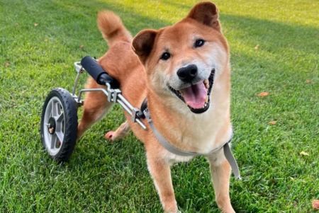 Ο χαμογελαστός Γκόρντον «στέφθηκε» ο πιο χαριτωμένος σκύλος του κόσμου