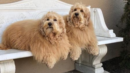 Τα αναμαλλιασμένα σκυλιά που ξετρελαίνουν το Instagram: Γνωρίστε την Μία και τον Μάιλο!