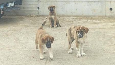 Χάθηκε λυκόσκυλο με 4 κουταβάκια από την περιοχή του Αφανού