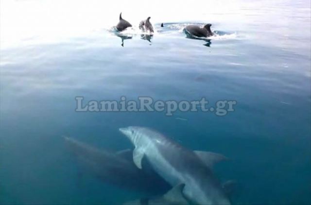 Στυλίδα: Βόλτα παρέα με τα δελφίνια - ΒΙΝΤΕΟ