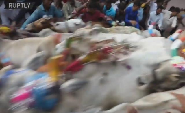 Απίστευτο: Ποδοπατιούνται από αγελάδες για καλοτυχία στην Ινδία - ΒΙΝΤΕΟ