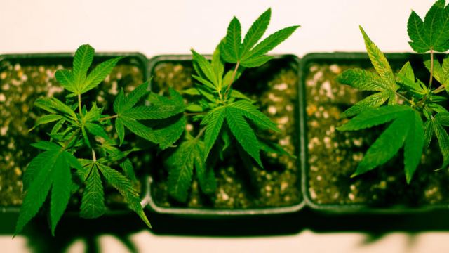 Νόμιμη η καλλιέργεια μαριχουάνας στην Ολλανδία