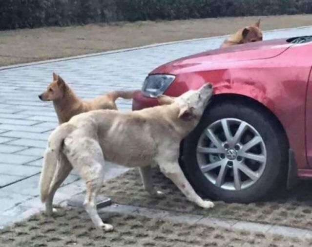 Χτύπησε σκύλο με το αυτοκίνητο - Δείτε πώς τον εκδικήθηκε! (ΦΩΤΟ)