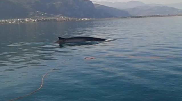 Δείτε το ΒΙΝΤΕΟ που τράβηξε ο ψαράς με τη φάλαινα να κάνει βόλτα στα Καμμένα Βούρλα!
