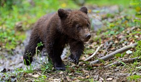 Φλώρινα: Νεκρό από σφαίρες αρκουδάκι λίγων μηνών