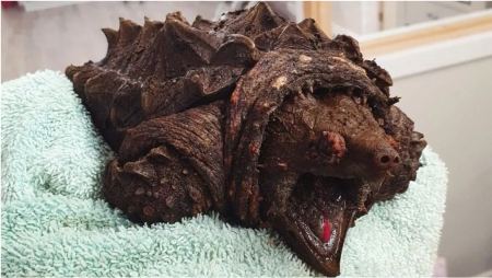Αγγλία: Βρέθηκε χελώνα-αλιγάτορας που μπορεί να κόψει ακόμα και ανθρώπινα δάχτυλα