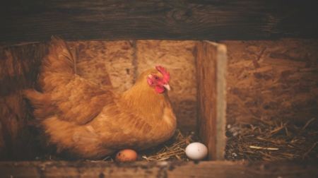 Οι επιστήμονες έδωσαν απάντηση στο αιώνιο ερώτημα: Τελικά η κότα κάνει το αυγό ή το αυγό την κότα;