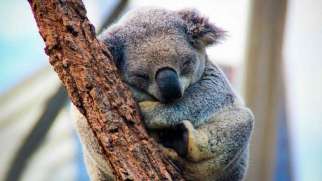 Κοάλα: Το ζώο που κοιμάται 20 ώρες το 24ωρο