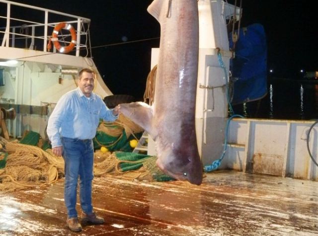 Έπιασε καρχαρία 5 μέτρων και 480 κιλών (ΦΩΤΟ)