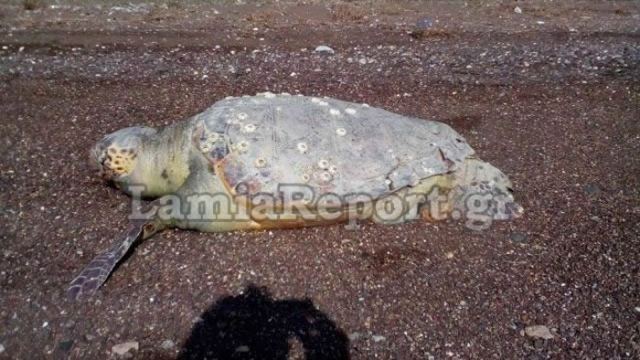 Νεκρή θαλάσσια χελώνα σε παραλία της Φθιώτιδας